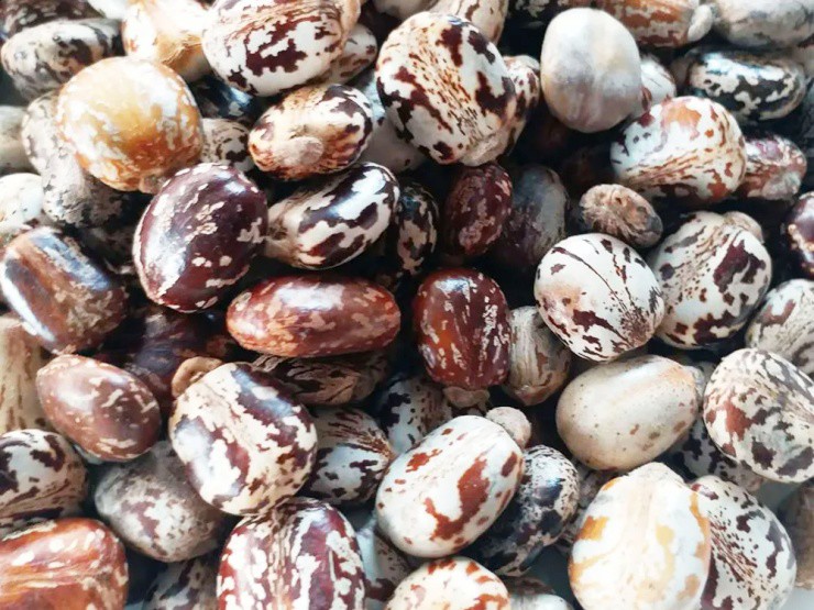 Ăn nhầm hạt này có thể mất mạng, nhưng có thể mang ép ra “vàng” - 1