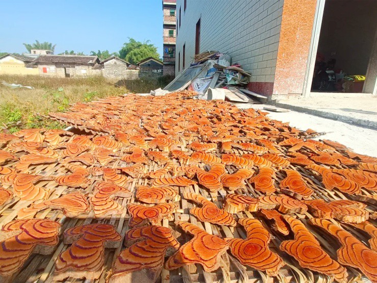 Độc lạ cây “chảy máu đỏ như người”, ở Việt Nam chặt bán là kiếm bộn - 4