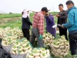 Củ cải “biến dạng” mà siêu năng suất, xưa là rau cứu đói, nay giúp “hái ra tiền”