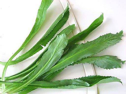 Thứ rau xanh trộn lẫn trong mớ rau sống nếu dùng đều đặn sẽ giúp hỗ trợ phòng chống ung thư - 1