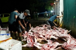 Công an ập vào kiểm tra lò mổ lợn nhiễm bệnh