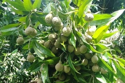 Loại quả mọc dại trên rừng thành đặc sản ở thành phố, đến mùa dân hái về bán 120.000 đồng/kg