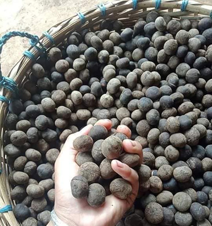 Loại mắc ten còn nguyên vỏ xanh có giá 80.000 đồng/kg, mắc ten tách vỏ xanh còn vỏ đen giá 100.000 đồng, riêng loại tách hết vỏ rồi giá lên tới 120.000 đồng/kg.
