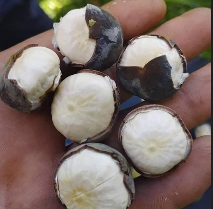Muốn thưởng thức được trọn vẹn vị ngon ấy, phải qua một công đoạn khá kỳ công: đập bỏ lớp vỏ cứng bên ngoài để lộ phần nhân quý bên trong.
