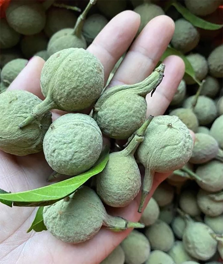Mắc ten luộc lên chừng 15 phút, rang sơ qua rồi đập nhẹ là lấy được nhân.&nbsp;
