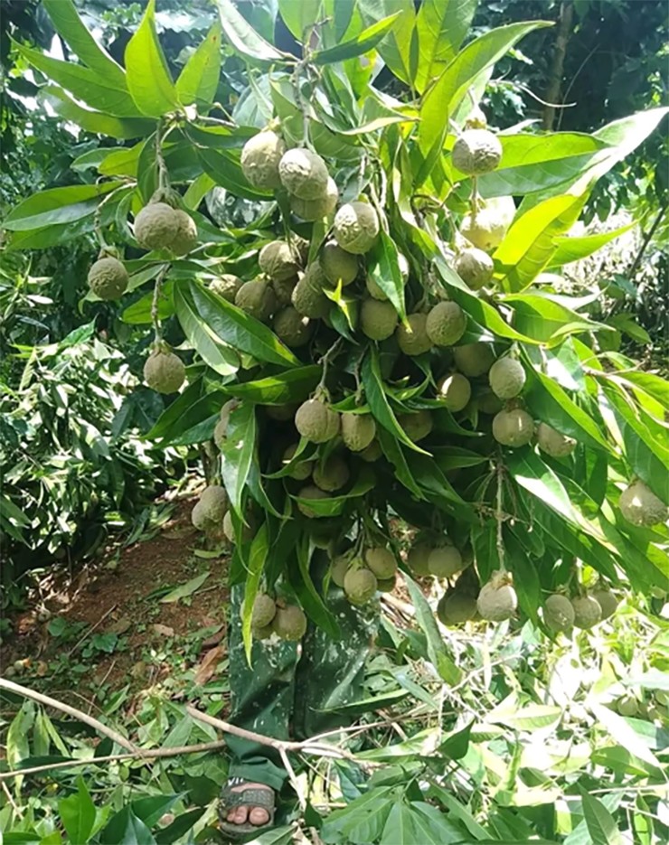Phần nhân này vừa bùi vừa béo ngậy, có thể nấu cháo, làm sữa hạt, nấu canh, hầm xương, món nào cũng dậy mùi thơm và vị ngọt rất riêng.&nbsp;
