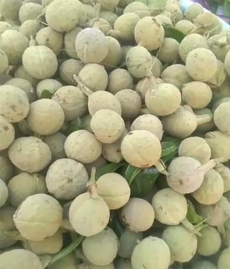 Tuy nhiên, loại quả này chỉ vào mùa trong khoảng một tháng ngắn ngủi. Từ tháng 9 trở đi, quả bắt đầu mọc mầm, ăn mất ngon.
