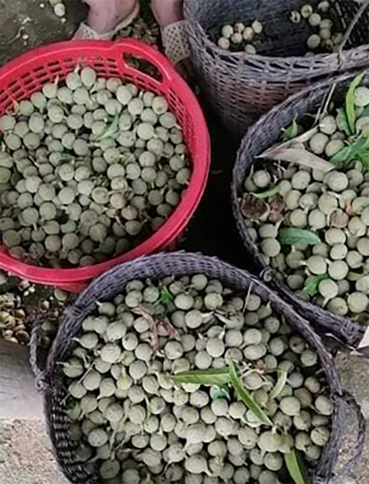 Đến mùa, người dân Tây Bắc lại rủ nhau vào rừng hái mắc ten về bán cho thương lái hoặc bán vào các nhà hàng.&nbsp;
