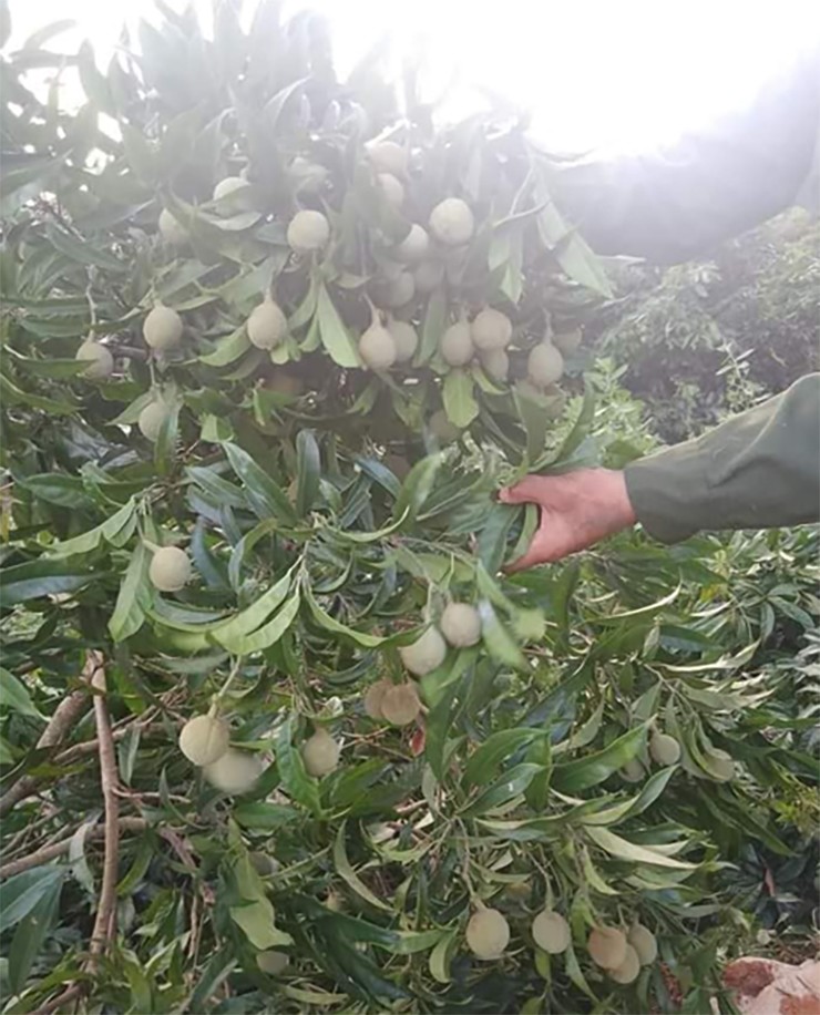 Từ thứ quả rừng ít ai biết đến, giờ đây mắc ten thành đặc sản được người thành phố ưa chuộng.
