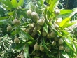 Loại quả mọc dại trên rừng thành đặc sản ở thành phố, đến mùa dân hái về bán 120.000 đồng/kg