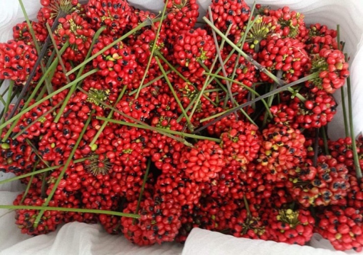 Loại hạt đắt đỏ bậc nhất thế giới, giá 240 triệu đồng/kg, chỉ duy nhất Việt Nam mới có - 4