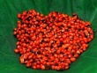 Loại hạt đắt đỏ bậc nhất thế giới, giá 240 triệu đồng/kg, chỉ duy nhất Việt Nam mới có