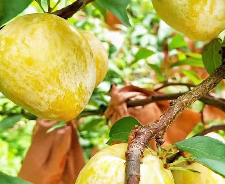 Thời gian gần đây, trên mạng xã hội hoặc ở các cửa hàng hoa quả nhập khẩu, xuất hiện một loại "mận lạ" xuất xứ từ Trung Quốc thu hút sự chú ý của nhiều khách hàng. Mặc dù giá bán lên tới 450.000 đồng/kg 10-12 quả, nhiều người vẫn xếp hàng để mua.
