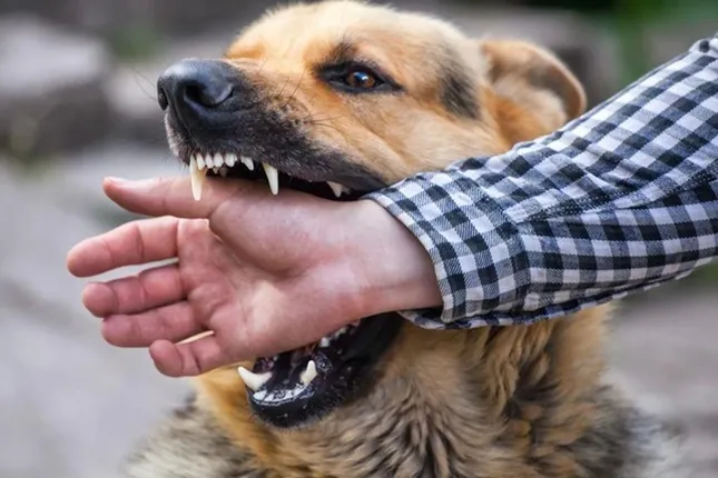 Khi bị chó mèo cào, cắn người dân nên đến cơ sở y tế gần nhất để được bác sĩ tư vấn và tiêm ngừa vắc-xin phòng bệnh dại. Ảnh minh hoạ.