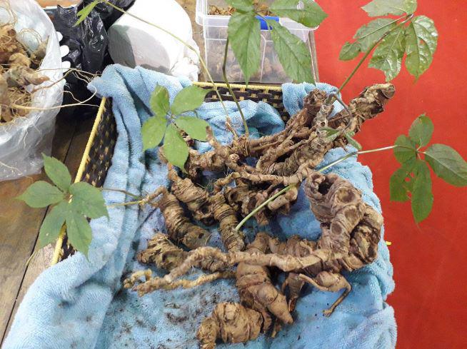 Loại hạt đắt đỏ bậc nhất thế giới, giá 240 triệu đồng/kg, chỉ duy nhất Việt Nam mới có - 3