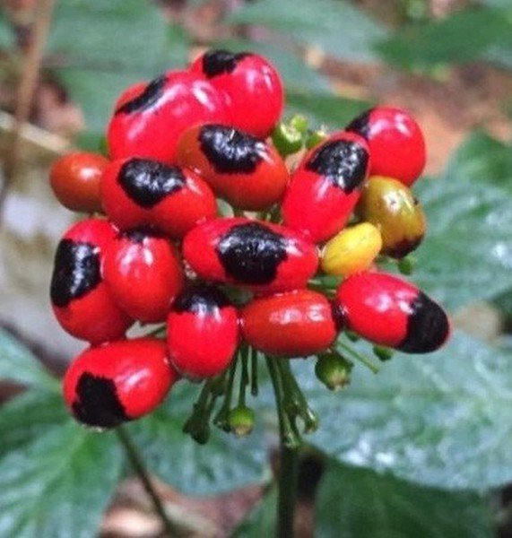 Loại hạt đắt đỏ bậc nhất thế giới, giá 240 triệu đồng/kg, chỉ duy nhất Việt Nam mới có - 6