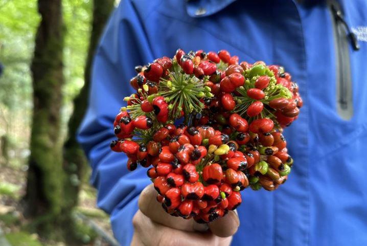Loại hạt đắt đỏ bậc nhất thế giới, giá 240 triệu đồng/kg, chỉ duy nhất Việt Nam mới có - 5