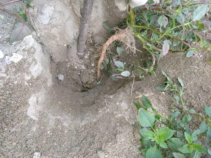 Cây dại người Việt chỉ ăn lá, không ngờ rễ mới là "mỏ vàng" - 4