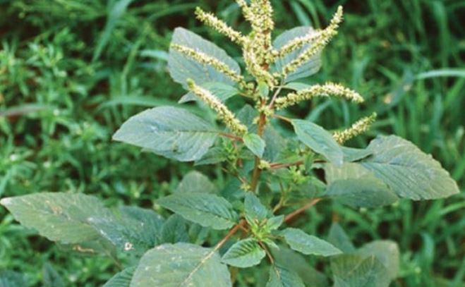 Cây dại người Việt chỉ ăn lá, không ngờ rễ mới là "mỏ vàng" - 2