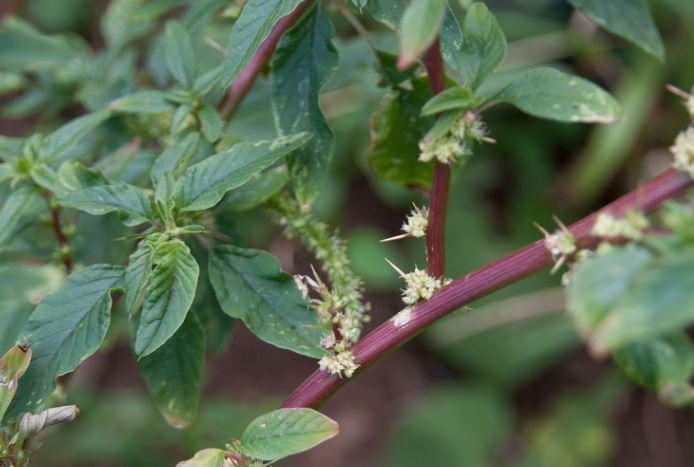 Cây dại người Việt chỉ ăn lá, không ngờ rễ mới là "mỏ vàng" - 1