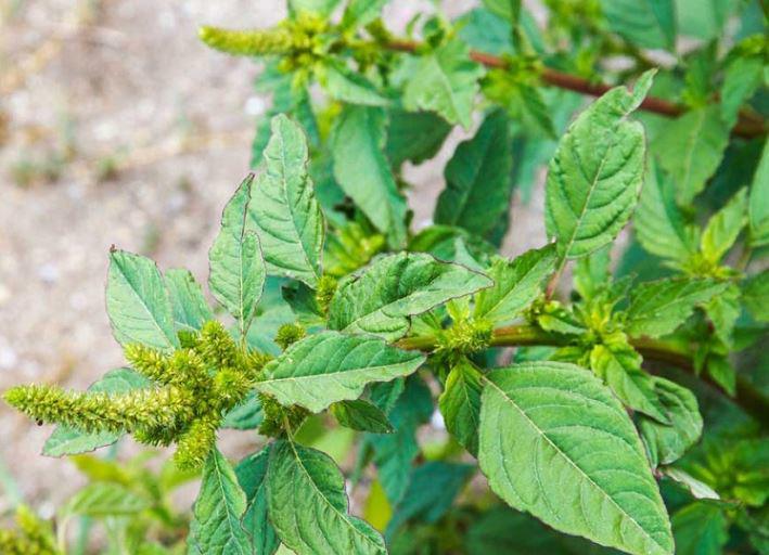 Cây dại người Việt chỉ ăn lá, không ngờ rễ mới là "mỏ vàng" - 3