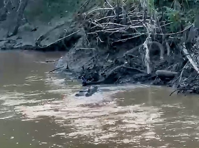Con cá sấu ngậm thi thể nạn nhân bơi ven bờ sông. Ảnh cắt từ video