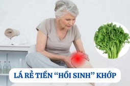 Tin tức sức khỏe - Loại lá mọc hoang đầy vườn nhưng là “khắc tinh” của bệnh xương khớp