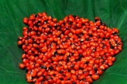 Loại hạt đắt đỏ bậc nhất thế giới, giá 240 triệu đồng/kg, chỉ duy nhất Việt Nam mới có