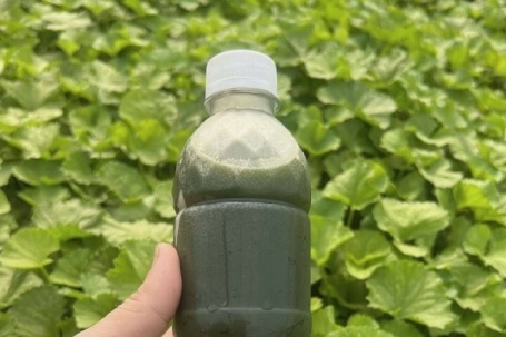 5 loại rau giúp tăng chức năng gan