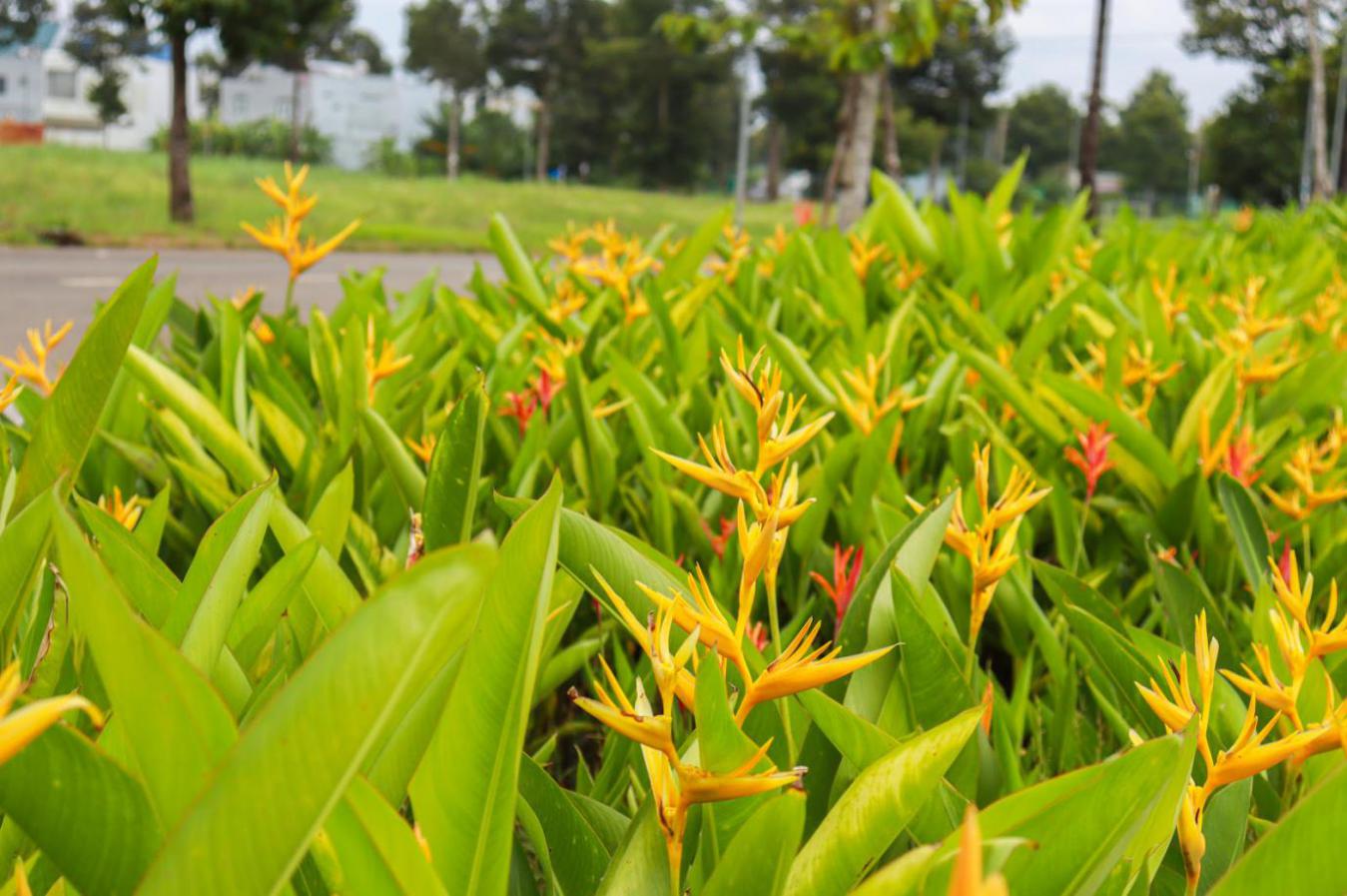 Hai tầng mảng xanh trong đô thị sân bay ở Cần Thơ - 8