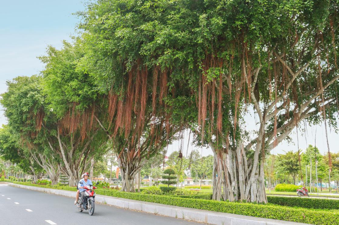 Hai tầng mảng xanh trong đô thị sân bay ở Cần Thơ - 4