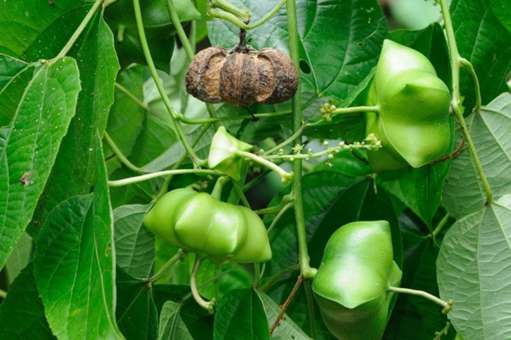 Loại hạt đắt đỏ bậc nhất thế giới, không ngờ có đầy ở Việt Nam - 1