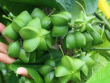 Loại hạt đắt đỏ bậc nhất thế giới, không ngờ có đầy ở Việt Nam