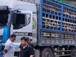Xe tải chở 14 tấn heo bị dịch tả châu Phi đi tiêu thụ