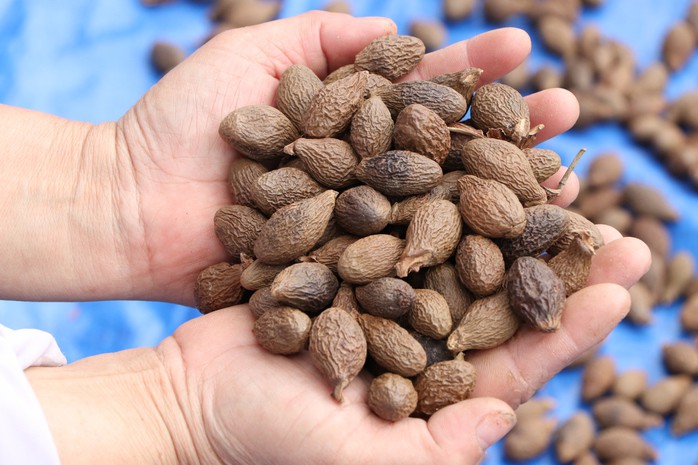 Hạt ươi bay ở vùng núi Đà Nẵng, có giá 500.000 đồng/kg