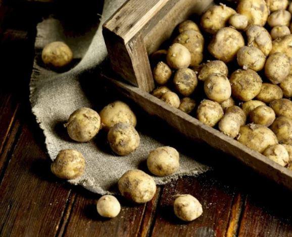Loại củ đắt đỏ bậc nhất thế giới, giá 29 triệu đồng/kg, chỉ duy nhất một nơi có - 1