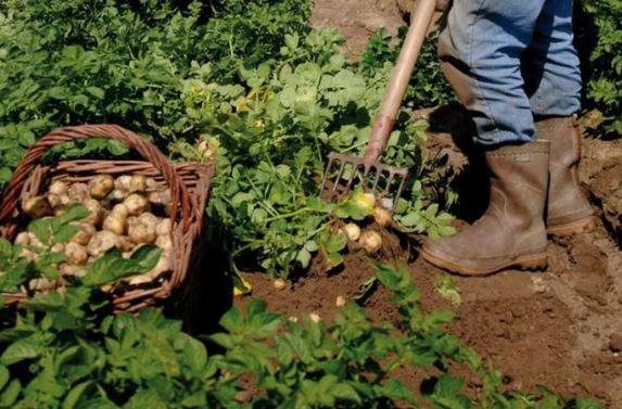 Loại củ đắt đỏ bậc nhất thế giới, giá 29 triệu đồng/kg, chỉ duy nhất một nơi có - 2