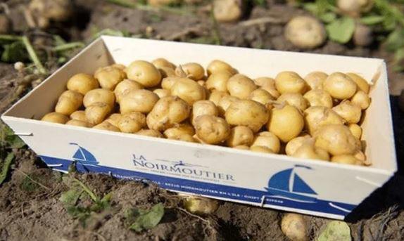 Loại củ đắt đỏ bậc nhất thế giới, giá 29 triệu đồng/kg, chỉ duy nhất một nơi có - 4