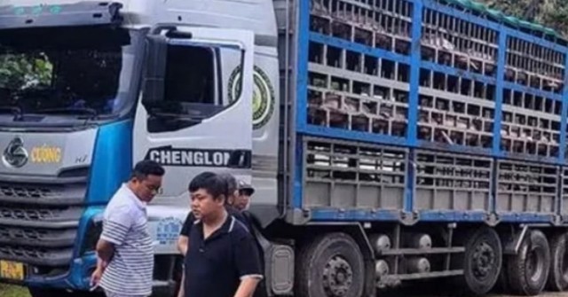 Xe tải chở 14 tấn heo bị dịch tả châu Phi đi ti...