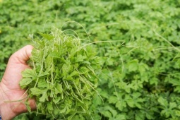 Trồng cây dại trong nhà mà kiếm bộn, mỗi năm thu gần nửa tỷ đồng