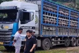 Xe tải chở 14 tấn heo bị dịch tả châu Phi đi tiêu thụ
