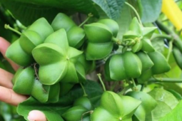 Loại hạt đắt đỏ bậc nhất thế giới, không ngờ có đầy ở Việt Nam