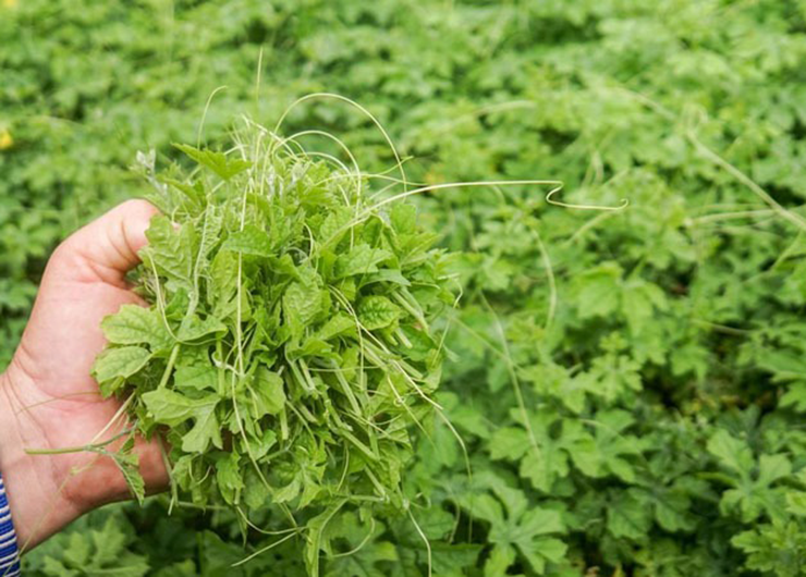 Không chỉ trái, lá và đọt non của khổ qua rừng cũng ăn được. Chỉ sau khoảng 1 tháng trồng đã có thể thu hoạch đọt non mang đi bán.
