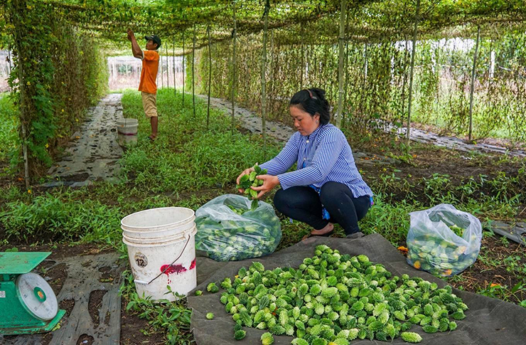 Giá bán sỉ trái khổ qua rừng&nbsp;tươi khoảng 25.000 đồng/kg, bán lẻ khoảng 50.000 đồng/kg,&nbsp;trái nhỏ gần bằng nắm tay, vỏ sần sùi và rất đắng. Hạt từ trái chín được tách ra, phơi khô để làm giống cho vụ sau.
