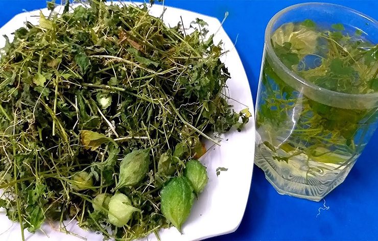 Mỗi ngày có thể thu hoạch 40 kg đọt non, bán giá 40.000 đồng/kg, dùng để nấu canh, nhúng lẩu, làm trà hoặc thuốc.
