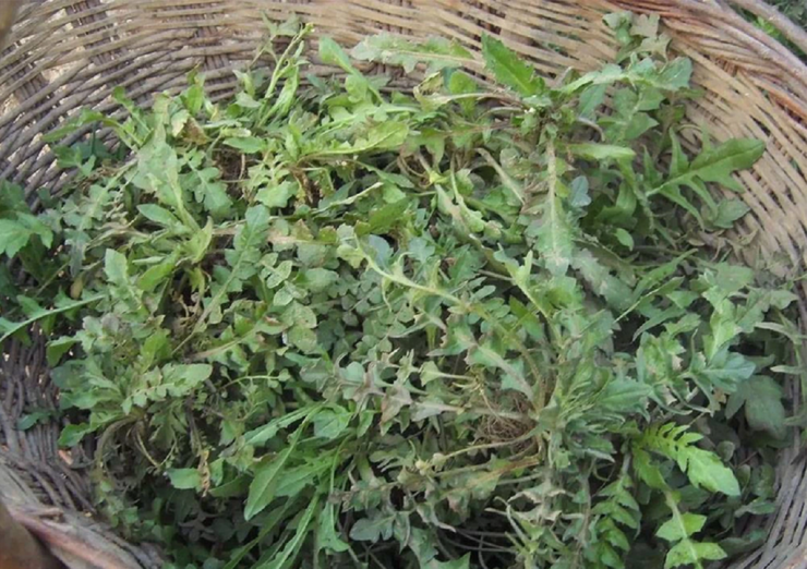 Ăn 1 mớ rau này tốt ngang thịt bò, ở quê có đầy bỏ qua quá phí - 1