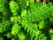 7 giải pháp tự nhiên giúp loại bỏ sỏi thận