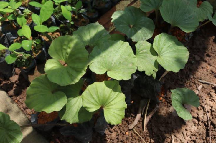Loài cây quý hiếm bậc nhất thế giới, chỉ có duy nhất 1 lá trong đời, ở Việt Nam cũng có - 4