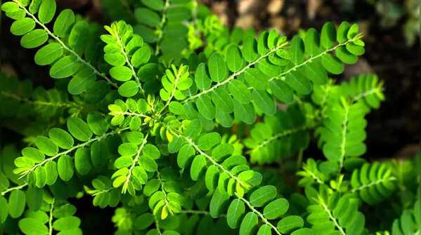 Diệp hạ châu có thể giúp ngăn ngừa hình thành sỏi thận.