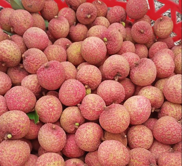 Khi cắt từng quả vải lưu ý tránh để dập nát.